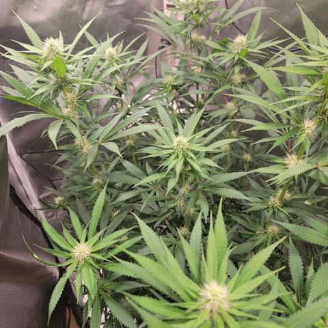 Frozen Black Cherry #1 growlog timeline photo