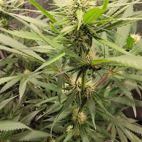Frozen Black Cherry #1 growlog timeline photo