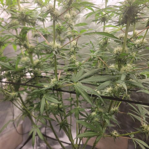 Frozen Black Cherry #1 growlog timeline photo