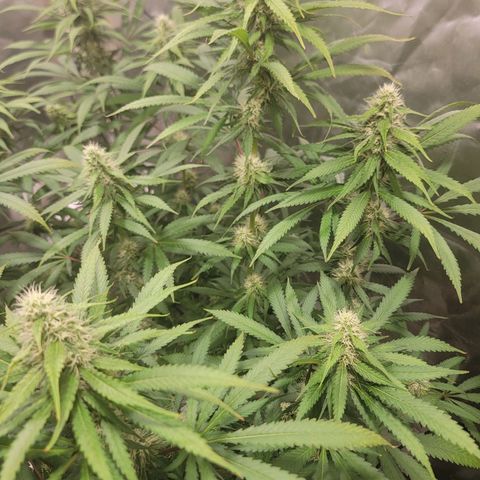 Frozen Black Cherry #1 growlog timeline photo