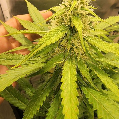 Frozen Black Cherry #1 growlog timeline photo