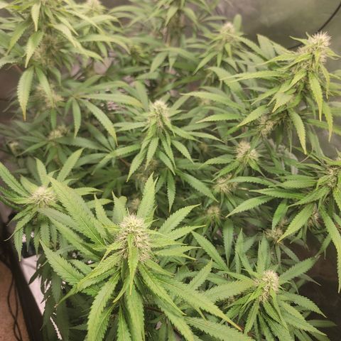 Frozen Black Cherry #1 growlog timeline photo