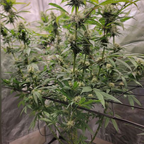 Frozen Black Cherry #1 growlog timeline photo