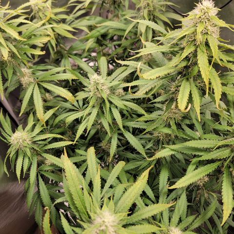 Frozen Black Cherry #1 growlog timeline photo