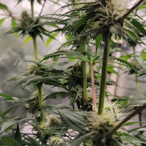 Frozen Black Cherry #1 growlog timeline photo