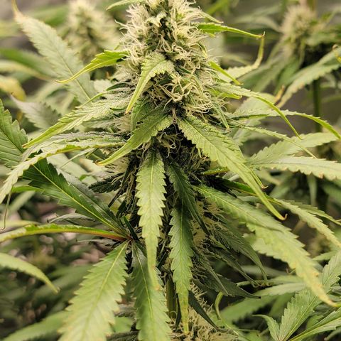 Frozen Black Cherry #1 growlog timeline photo