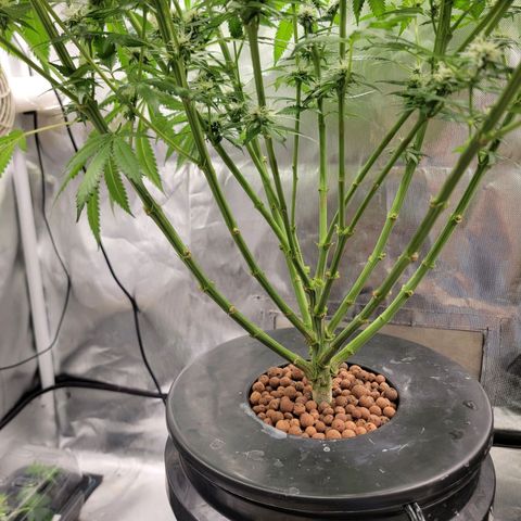 Frozen Black Cherry #1 growlog timeline photo