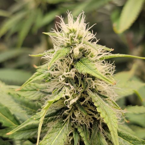Frozen Black Cherry #1 growlog timeline photo