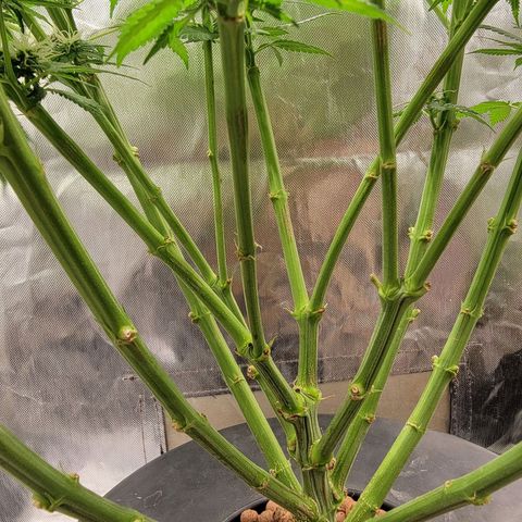 Frozen Black Cherry #1 growlog timeline photo
