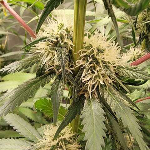Frozen Black Cherry #1 growlog timeline photo