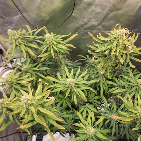 Frozen Black Cherry #1 growlog timeline photo