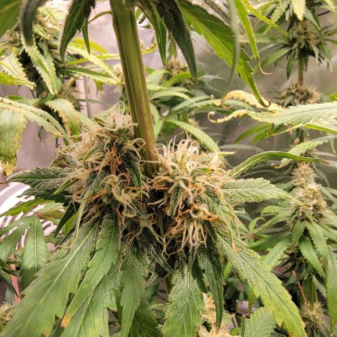 Frozen Black Cherry #1 growlog timeline photo