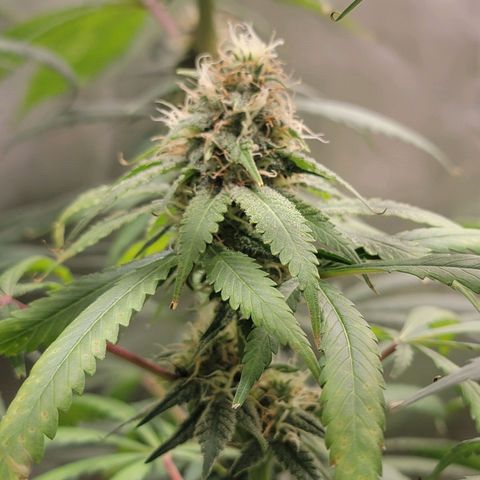 Frozen Black Cherry #1 growlog timeline photo