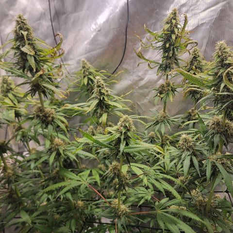 Frozen Black Cherry #1 growlog timeline photo