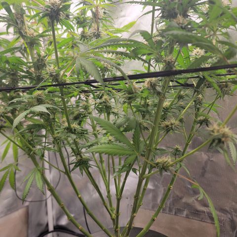 Frozen Black Cherry #1 growlog timeline photo