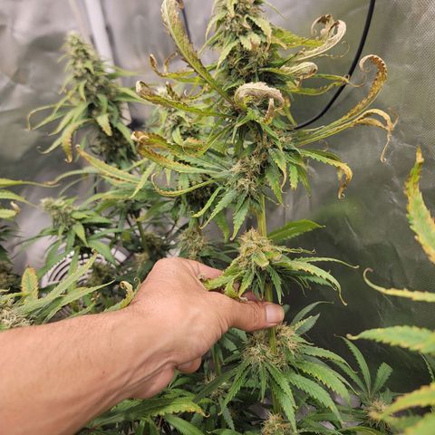 Frozen Black Cherry #1 growlog timeline photo