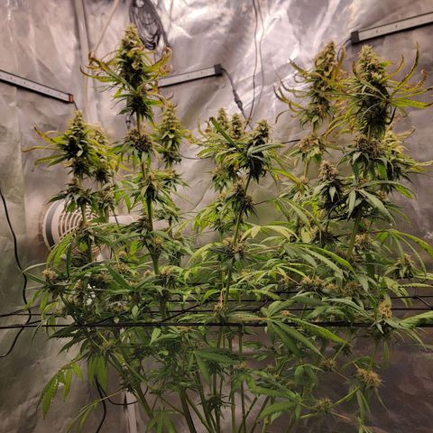 Frozen Black Cherry #1 growlog timeline photo
