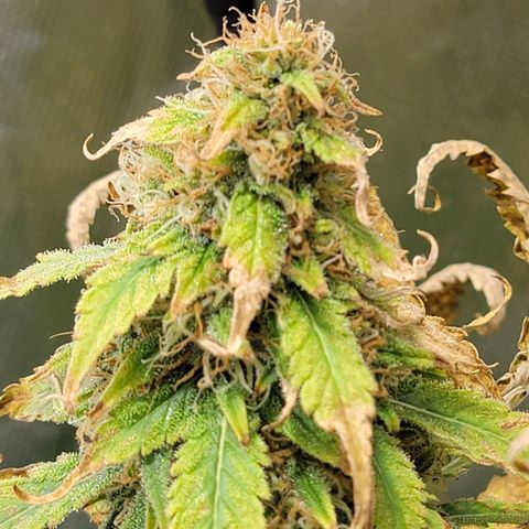 Frozen Black Cherry #1 growlog timeline photo