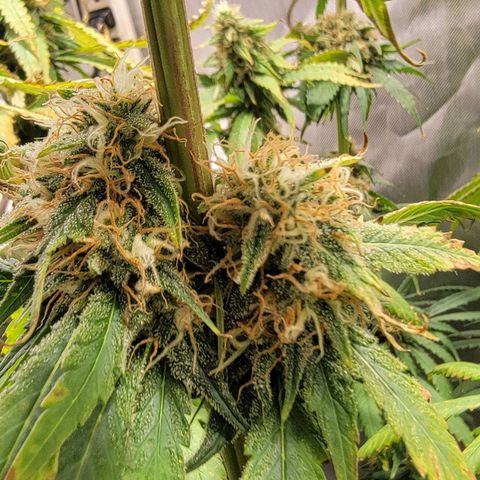 Frozen Black Cherry #1 growlog timeline photo