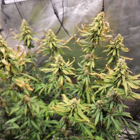 Frozen Black Cherry #1 growlog timeline photo