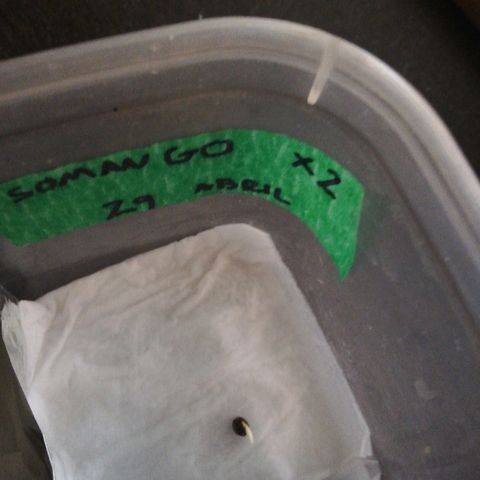 Somango 2 growlog photo: Germinando bien