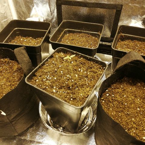 Somango 2 growlog photo: Nuevos maceteros con semillas. 