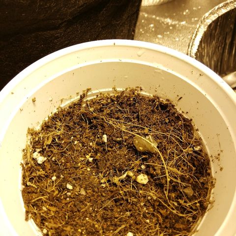 Somango 2 growlog photo: Fish mix y mamooth. 