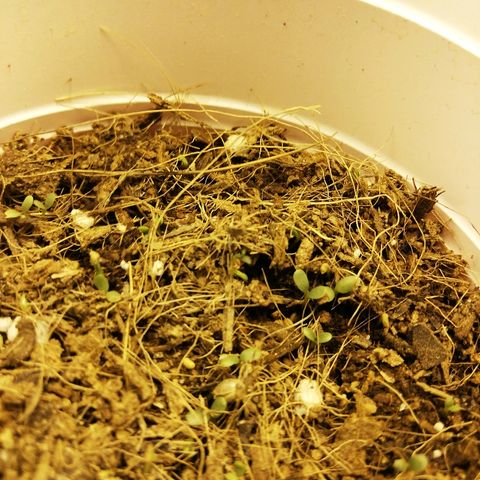 Somango 2 growlog photo: Aún no se asoma mucho. Foto sustrato seco pero generalmente esta húmedo. 