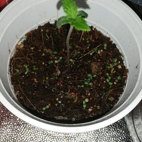 Somango 2 growlog timeline photo