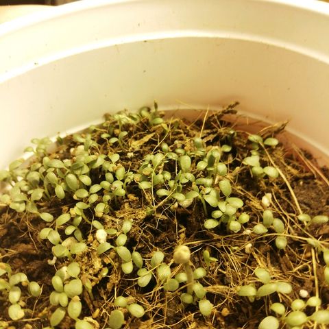 Somango 2 growlog timeline photo