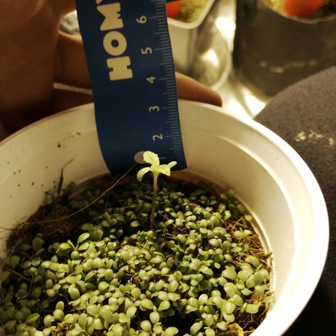 Somango 2 growlog timeline photo