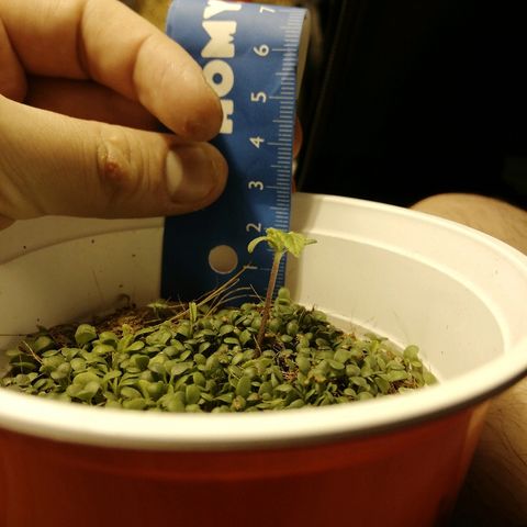 Somango 2 growlog timeline photo