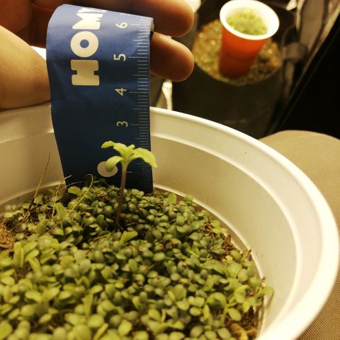 Somango 2 growlog timeline photo