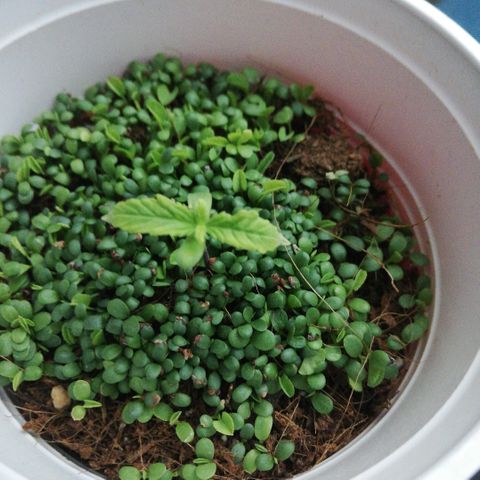 Somango 2 growlog photo: Una punta quemada o algo