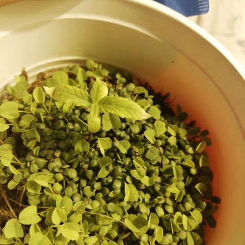 Somango 2 growlog photo: Puntitas quemadas. 