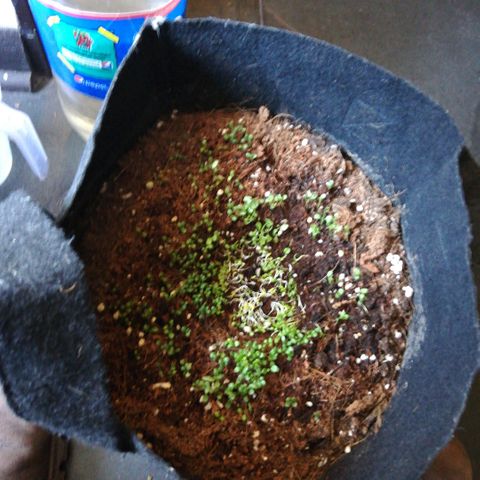 Somango 2 growlog photo: A trasplantar