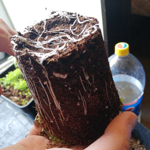 Somango 2 growlog timeline photo