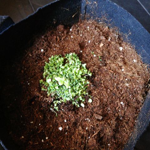 Somango 2 growlog timeline photo
