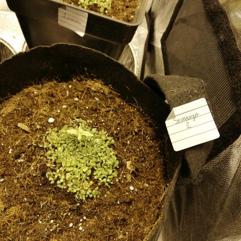 Somango 2 growlog photo: Primer periodo de luz en Nueva maceta. 