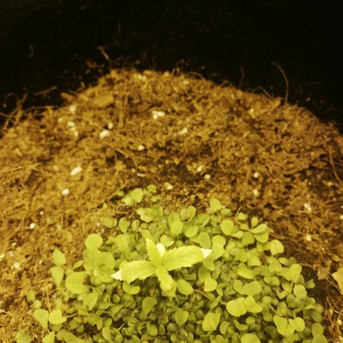 Somango 2 growlog photo: Sigue muy pequeña pero verde al medio. 