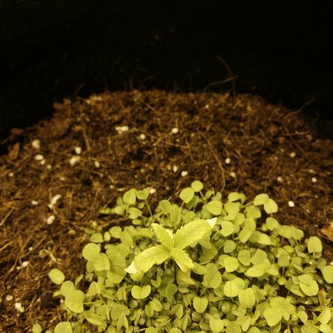 Somango 2 growlog timeline photo