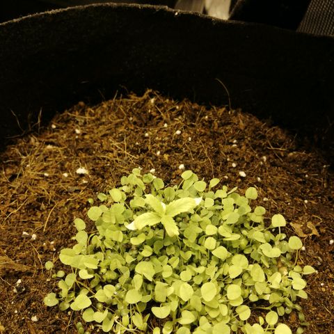 Somango 2 growlog photo: Primer riego con root juice 