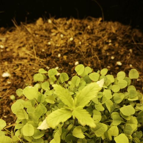 Somango 2 growlog photo: Puntas nuevas un poco amarillas 