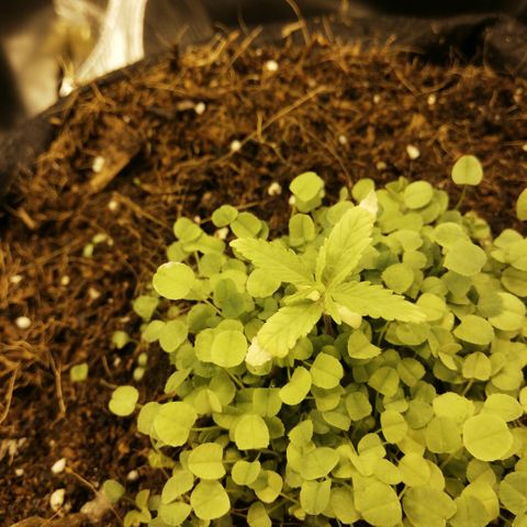 Somango 2 growlog timeline photo