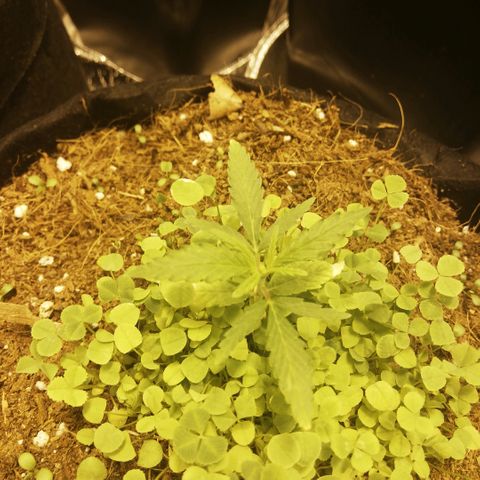 Somango 2 growlog timeline photo