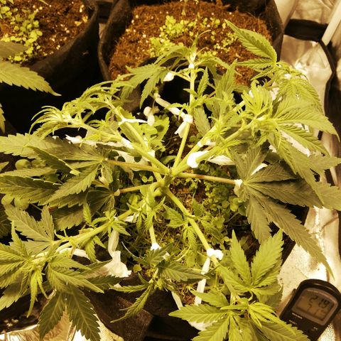 Somango 2 growlog timeline photo