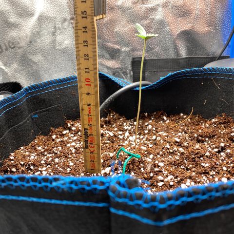 Super Kritikal growlog photo: Measurements 