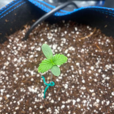 Super Kritikal growlog photo: Growth update 