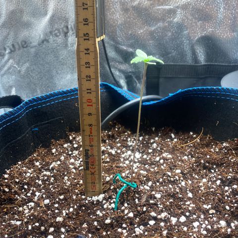 Super Kritikal growlog photo: Growth update 