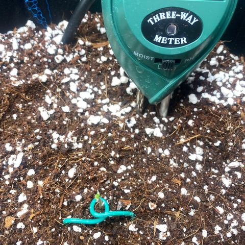 Super Kritikal growlog photo: Growth update 